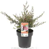 Merinda Tea Tree - Primary