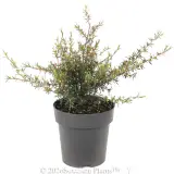Merinda Tea Tree - Alt