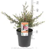 Merinda Tea Tree - Pack