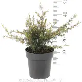 Merinda Tea Tree - Ruler