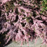 Pink Crystals Teatree - Detail photo