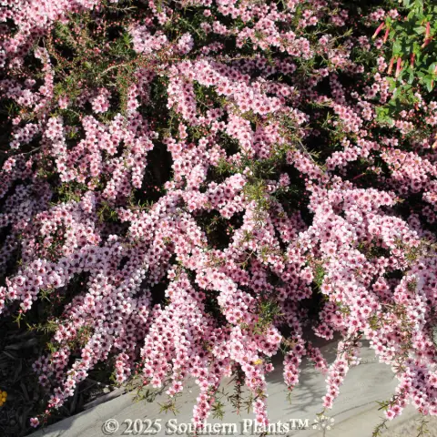 Pink Crystals Teatree