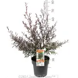 Leptospermum Starry Night - Product photo