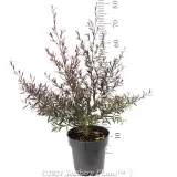Leptospermum Starry Night - Reference photo