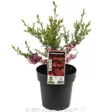 Tickled Pink Teatree - Plant photo