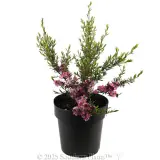 Tickled Pink Teatree - Alternate photo