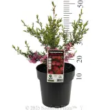 Tickled Pink Teatree - Product photo