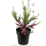 Tickled Pink Teatree - Reference photo