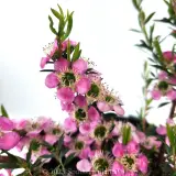 Tickled Pink Teatree - Detail photo