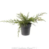 White Wave Tea Tree - Alternate photo