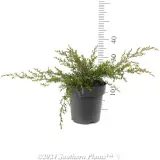 White Wave Tea Tree - Reference photo