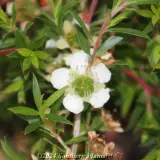 White Wave Tea Tree - Detail photo