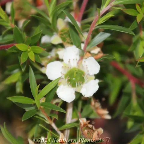 White Wave Tea Tree