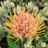Leucospermum Blooming Gold - Flower photo