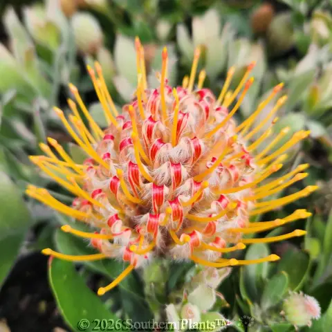 Leucospermum Blooming Gold