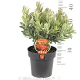 Leucospermum Blooming Red - Product photo
