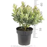 Leucospermum Blooming Red - Reference photo