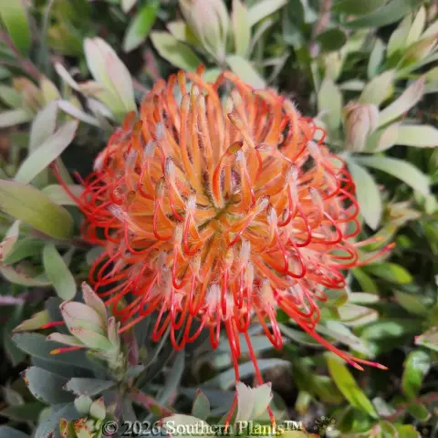 Leucospermum Blooming Red