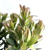 Leucospermum Blooming Red - Foliage photo