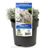 Cushion Bush  Dwarf Form - Plant photo