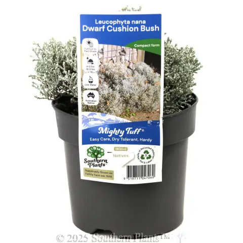 Cushion Bush  Dwarf Form