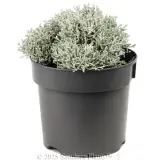 Cushion Bush  Dwarf Form - Alternate photo