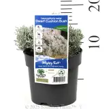 Cushion Bush  Dwarf Form - Product photo