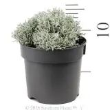 Cushion Bush  Dwarf Form - Reference photo
