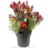 Leucadendron Cheeky - Plant photo