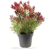 Leucadendron Cheeky - Alternate photo