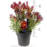 Leucadendron Cheeky - Product photo