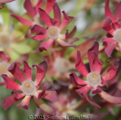 Leucadendron Cheeky
