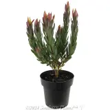 Leucadendron discolour - Alternate photo