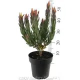 Leucadendron discolour - Reference photo
