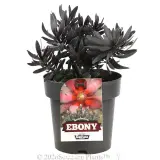 Leucadendron Ebony - Plant photo