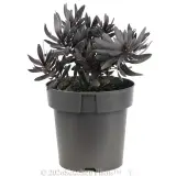 Leucadendron Ebony - Alternate photo