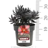 Leucadendron Ebony - Product photo
