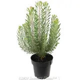 Leucadendron 'Purple Haze' - Alternate photo