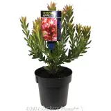 Leucadendron 'Strawberries & Cream' - Plant photo