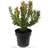 Leucadendron 'Strawberries & Cream' - Alternate photo