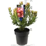 Leucadendron 'Strawberries & Cream' - Product photo