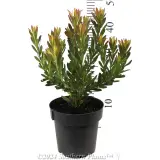 Leucadendron 'Strawberries & Cream' - Reference photo