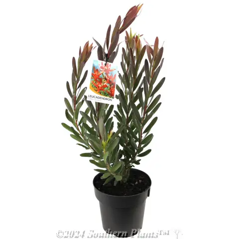 Leucadendron 'Safari Sunset'