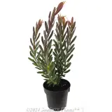 Leucadendron 'Safari Sunset' - Alternate photo