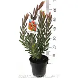 Leucadendron 'Safari Sunset' - Product photo