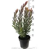 Leucadendron 'Safari Sunset' - Reference photo