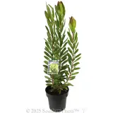 Leucadendron 'Safari Goldstrike' - Plant photo