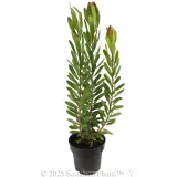 Leucadendron 'Safari Goldstrike' - Alternate photo