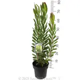 Leucadendron 'Safari Goldstrike' - Product photo