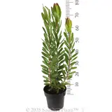 Leucadendron 'Safari Goldstrike' - Reference photo